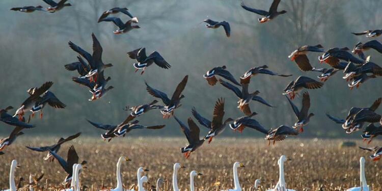 İklim değişikliği kuşları tehdit ediyor