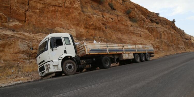 TIR’nın çarptığı çok sayıda hayvan öldü