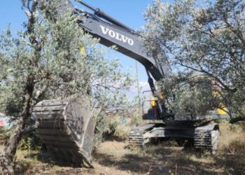 Defne’de TOKİ konutları için zeytinlikler sökülmeye devam ediyor