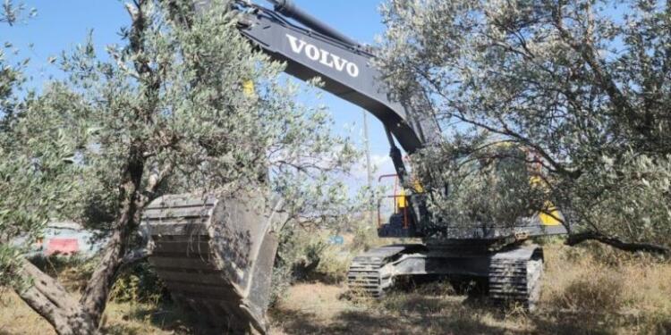 Defne’de TOKİ konutları için zeytinlikler sökülmeye devam ediyor