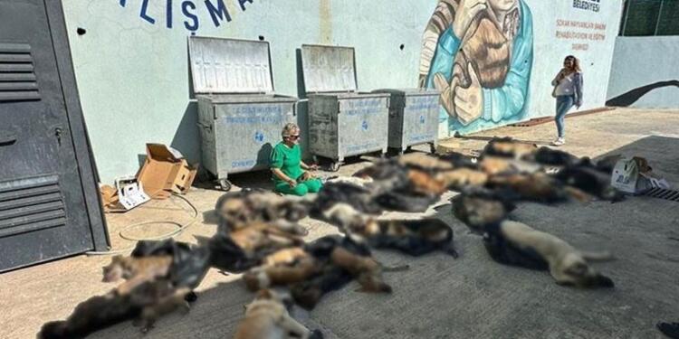 Gebze’de hayvan katliamı