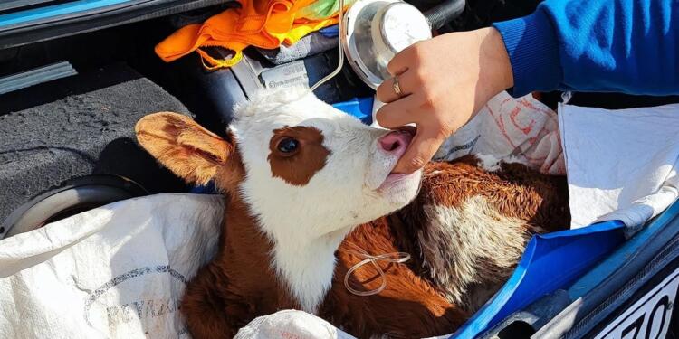 DEM Partili vekilden her köy için bir veteriner teklifi