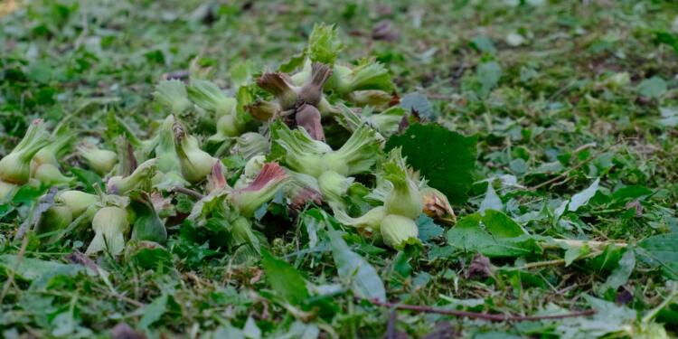 Fındıkta tekelleşme üreticiyi çıkmaza soktu
