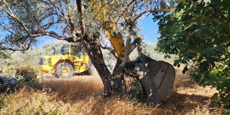 Yol için zeytinlikler yok ediliyor