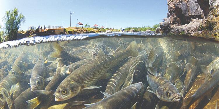 İnci kefali sayısında endişe verici azalma