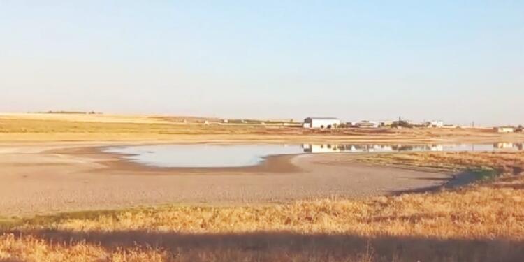 Amed’in ‘kuş cenneti’ can çekişiyor