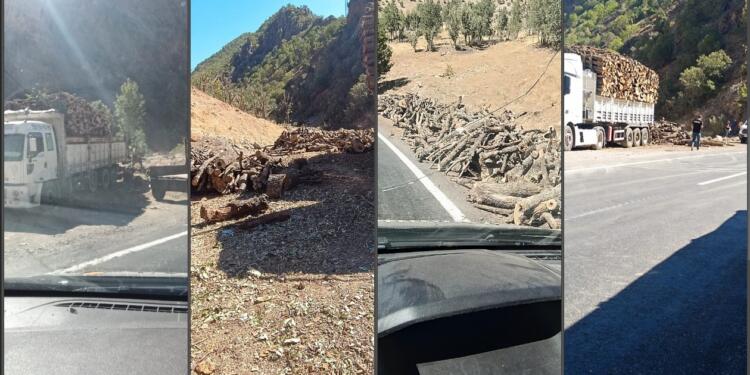 Qileban’da orman kıyımı sürüyor