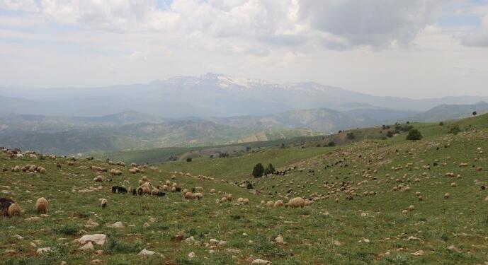 Operasyon bölgesinde koçer ve çobanlar gözaltına alındı