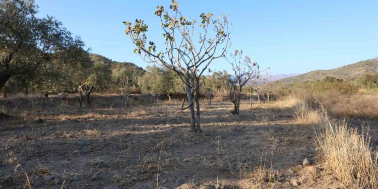 Ege’de kuraklık genişliyor