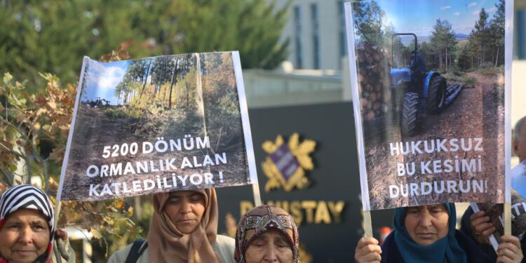 ‘Meşelerimiz cayır cayır kesiliyor’