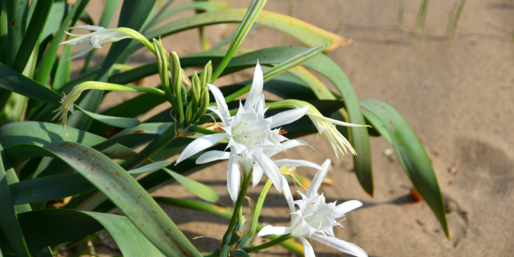 Kum zambakları katledilecek