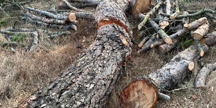 Kazdağları’nda asırlık ağaçlar da katledildi