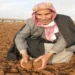 Riha’da buğday ekimi yapılamadı