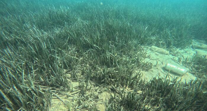 Denizin akciğerleri yok oluyor