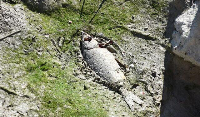 Ayrancı Barajı’nda balıklar öldü