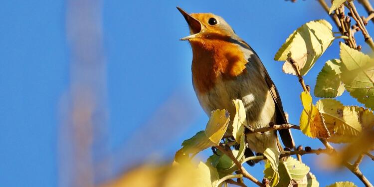 Kızılgerdan kuşu Hevsel’de görüntülendi