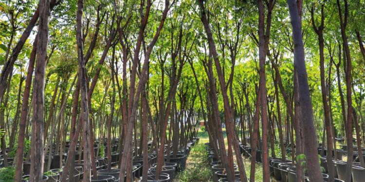 Peyas Belediyesi 10 bin fide dağıtacak