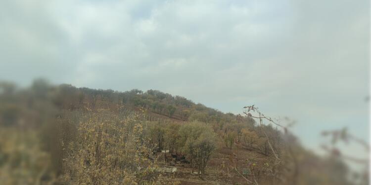 Ormanlık alandan çimento ham maddesi çıkarmak isteyen şirkete tepki