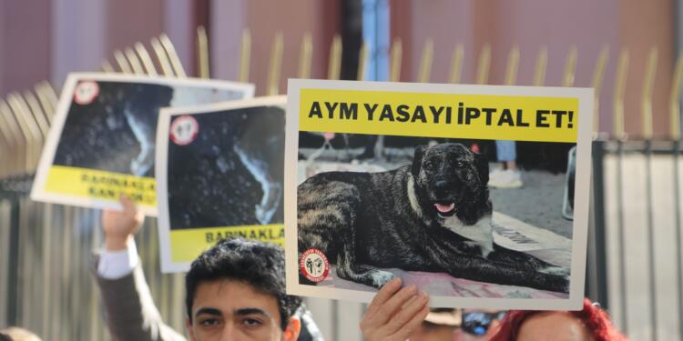 Yasadan bu yana en az 142 hayvan katledildi: Sizin eseriniz