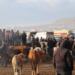 Qers’te hayvancılık can çekişiyor