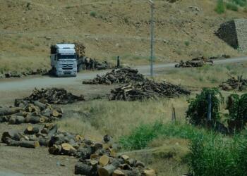 Şirnex’te ağaç katliamı ‘hukuka uygun’muş