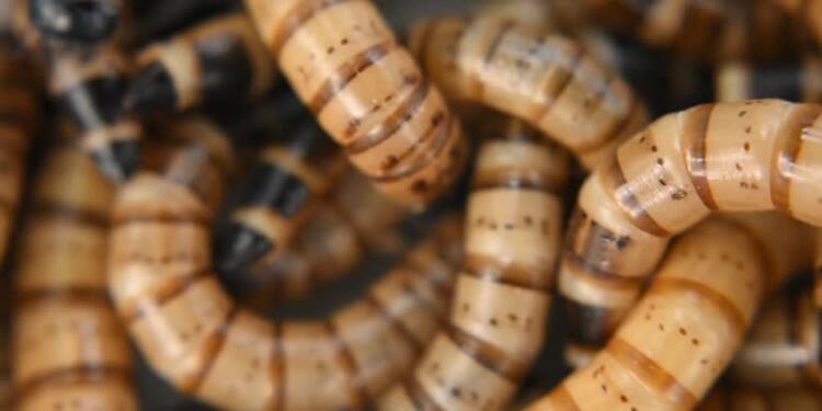 Plastik kirliliğine biyolojik çözüm: Un kurdu