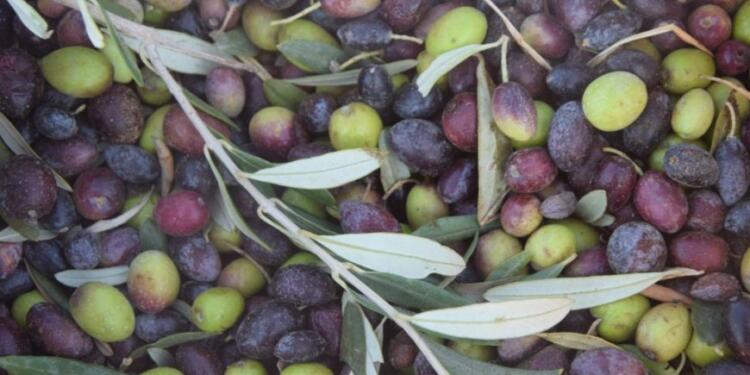 Zeytin hasadına başlayan çiftçiler saldırılardan endişeli