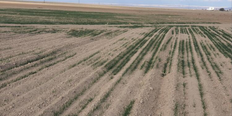 Riha’da hububat ekimi yapılamadı