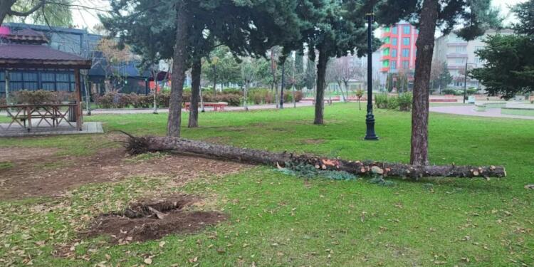 Meletî’de ağaç kesimine tepki