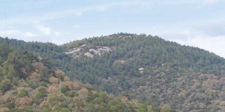 Sabancı 2 bin ağacı katledecek!