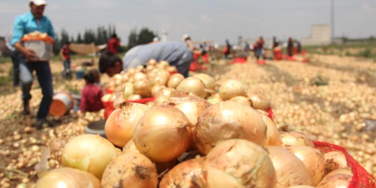 Tarım ürünlerinin fiyatı 1 yılda yüzde 46 arttı