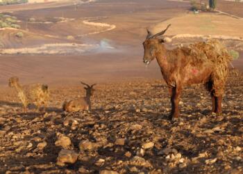 Gönderilen yardımlara muhtarın el koyduğu iddia edildi