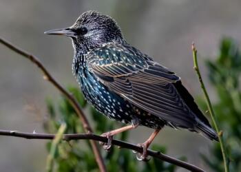 Sığırcık kuşlarını öldürenlere para cezası