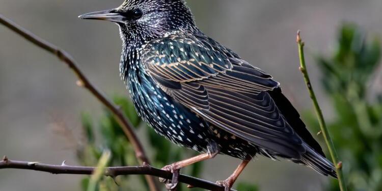 Sığırcık kuşlarını öldürenlere para cezası