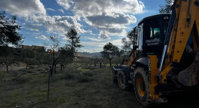 Orman katliamı yetmedi sıra zeytinlerde!