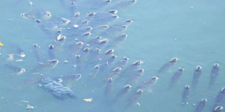 Binlerce balık öldü