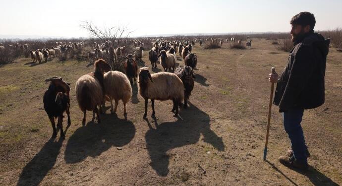 Kum ocakları meraları yok ediyor: Hayvancılık bitme noktasında