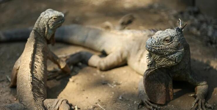 Tayvan’da 120 bin yeşil iguana katledilecek