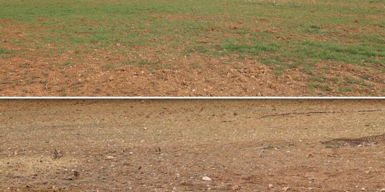 Türkiye’nin saldırıları gıda güvenliğini tehlikeye atıyor