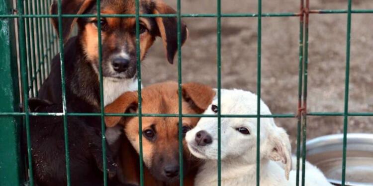 Valiliklere sokak hayvanlarına dair yazı