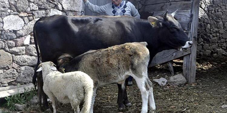 Dêrsim’de şap hastalığı nedeniyle onlarca hayvan öldü