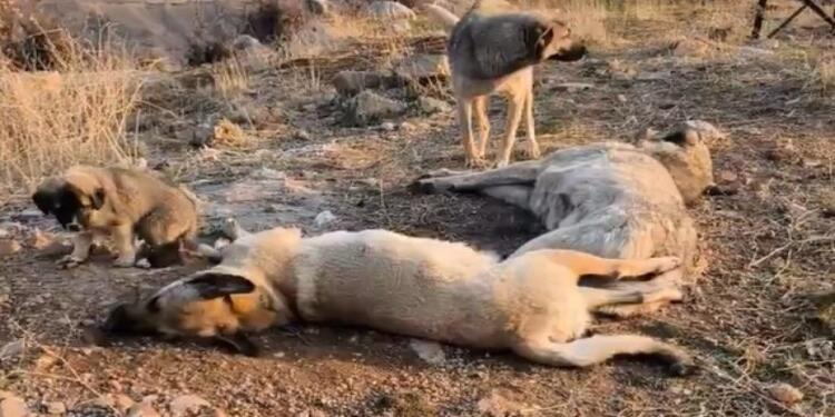 Şirnex’te çok sayıda köpek ölü bulundu