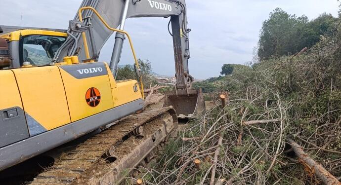 Karayolu için 100 yıllık zeytin ağaçları kesilecek