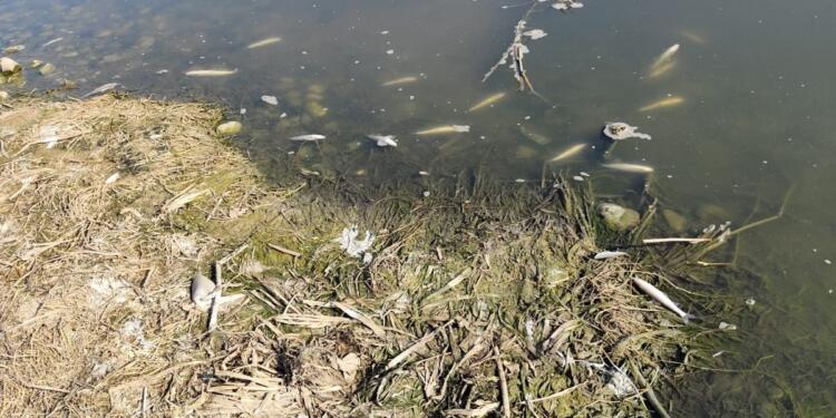 Dicle Nehri’nde toplu balık ölümleri