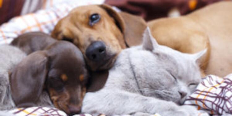 Ankara Valiliği, evlerde yaşam hakkına da göz dikti!