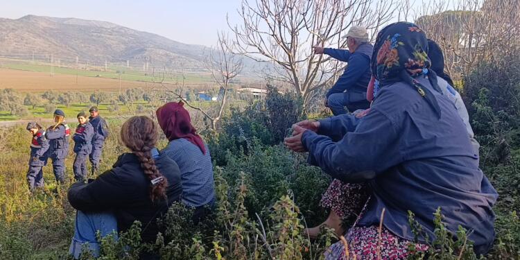 Çam ağaçları asker korumasında kesiliyor
