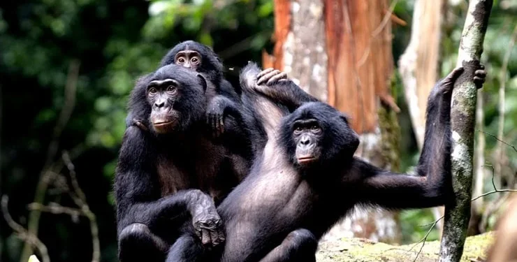 Dişi bonobolardan özsavunma