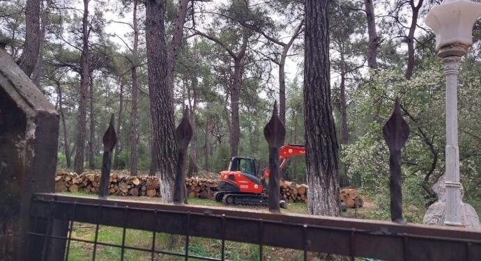Orman kampında ağaçlar kesildi
