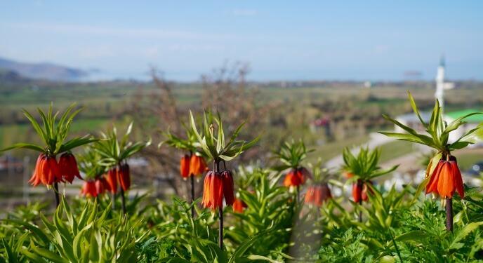 Baharın nadide çiçeği: Guldexwîn
