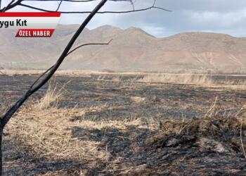 Sazlık yangınları canlılara tehdit
